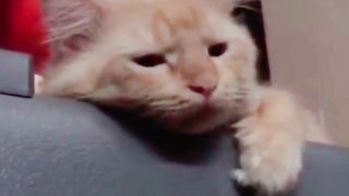 Tired Orange Cat