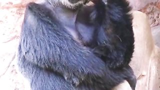 Funny Monkey Viral Video 98