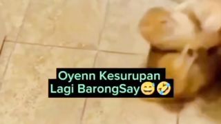 Orange Cat Possessed by Lion Chinese Dance