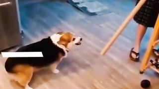 Hilarious magic vs dogs
