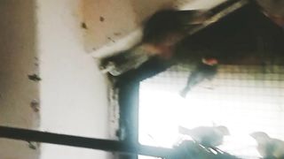 Java birds breeding progress/java bird breed