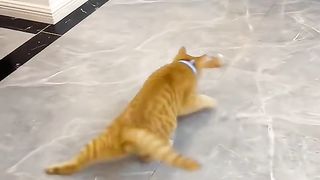 Funny cat #kucing lucu #kucing gemoy 11