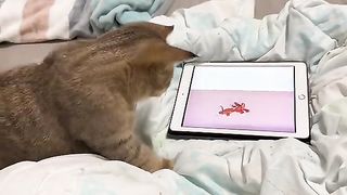 Funny cat #kucing lucu #kucing gemoy 12