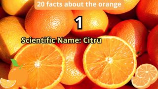20 Facts about orange