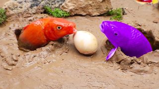 Wild Catfish, Koi Fish Lay Abnormal Eggs Easy Cooking - Stop Motion