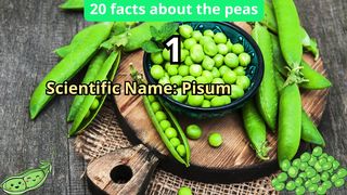 20 Facts about peas