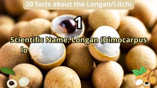 20 Facts about longan/litchi
