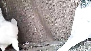 Sialkoti pigeon for sale in Pakistan and Bangladesh
