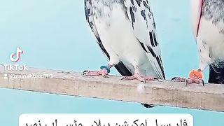 Pigeon for sale in Pakistan and