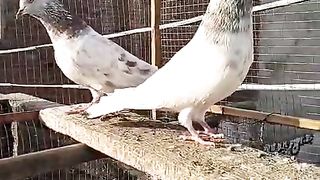Pigeon for sale in Pakistan and 2