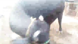 Buffalo for sale in Pakistan and Bangladesh