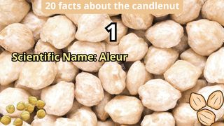 20 Facts about candlenut