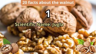 20 Facts about walnut