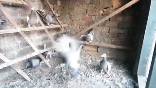 Beautiful pigeon breeder pair best flying racer