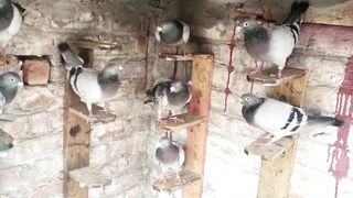Blue green beautiful breeder pair low flying