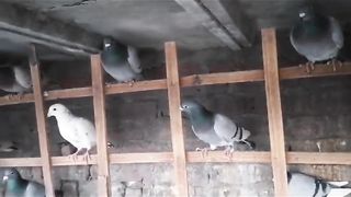 Racer flying beautiful breeder pair pigeon