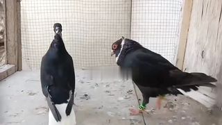 Beautiful pigeon fancy lovely breeder pair pigeon beautiful tadeey pigeon