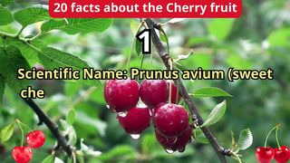 20 Facts about cherry fruit