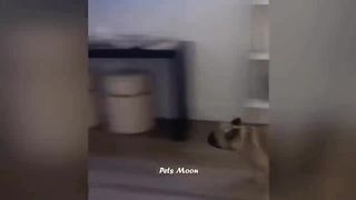 Funniest Animals ???? New Funny Cats and Dogs Videos ???????? 2