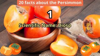 20 Facts about persimmon