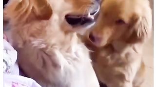 Funny Dog Viral Video 83