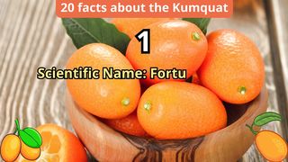 20 Facts about kumquat