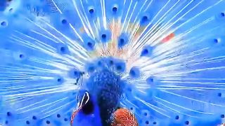 Amazing Peacock scenes
