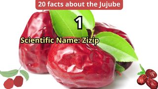 20 Facts about jujube