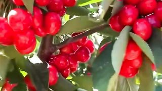 Harvesting time 3