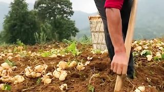 Harvesting time 4