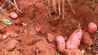 Harvesting time 5