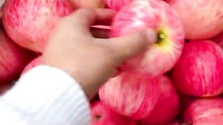 Harvesting time 7