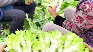 Harvesting time 8
