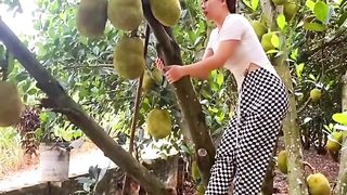 Harvesting time 6