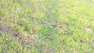Beautiful Green View