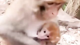 ????????monkey say don’t touch my baby. So funny ????