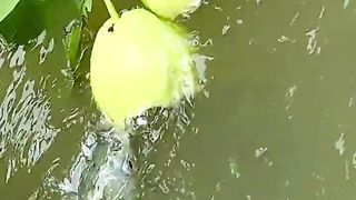 fruit farm in the mountain 4