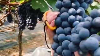 fruit farm in the mountain 2