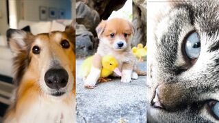 Best pets loving couple