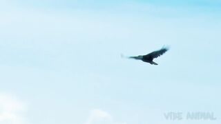 This Is Why Every Animal On The Ground Hates Eagle - Wild Animal Attacks