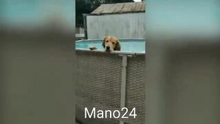 Funny animals - Funny cats dogs - Funny animal videos