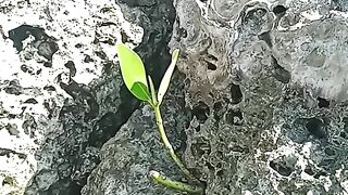 Seni stone