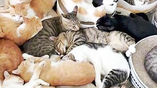 Funny Cat