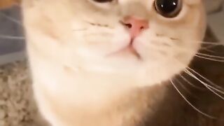 Cat cute
