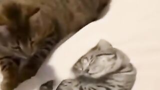 Funny Cat ???? ???? Complications #Cute Pites ???????? Part 14