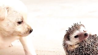Best pets loving couple