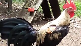 Chickens learn to fly
