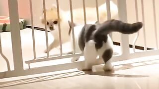 Funny cat behavior