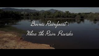Birds of Borneo Rainforest
