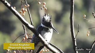 Hidden Birdwatching Destinations